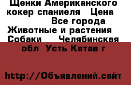 Щенки Американского кокер спаниеля › Цена ­ 15 000 - Все города Животные и растения » Собаки   . Челябинская обл.,Усть-Катав г.